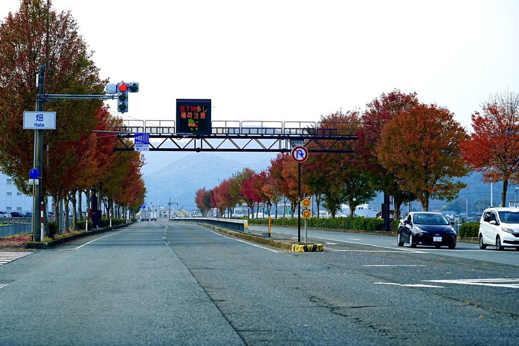 信号待ちの街路樹