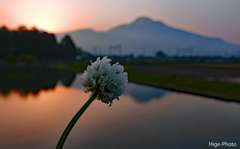 一花