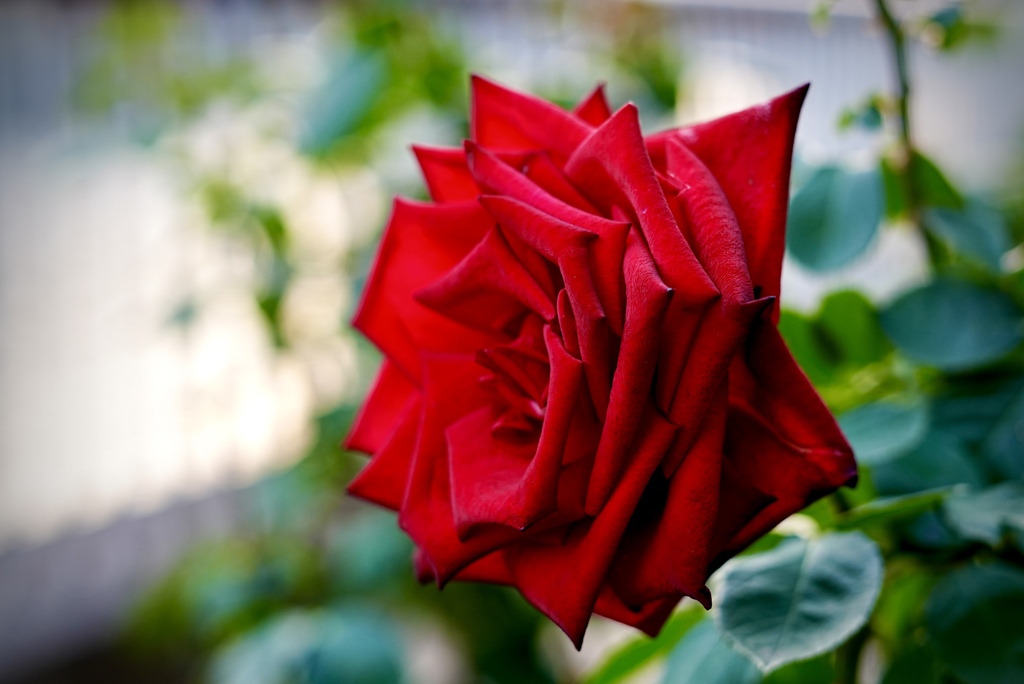 冬の薔薇