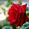 冬の薔薇