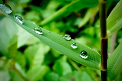 雨上がり