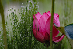 露も華