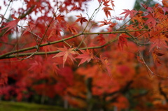 素朴