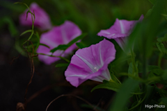 出掛けてみようか