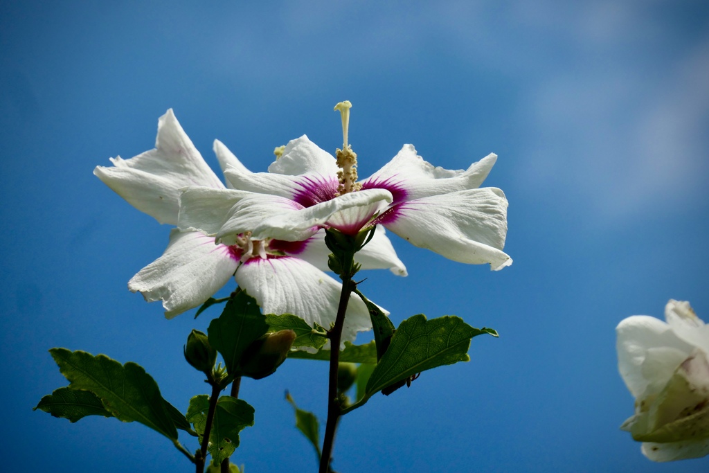 夏の花むくげ