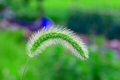 新鮮。若々しい