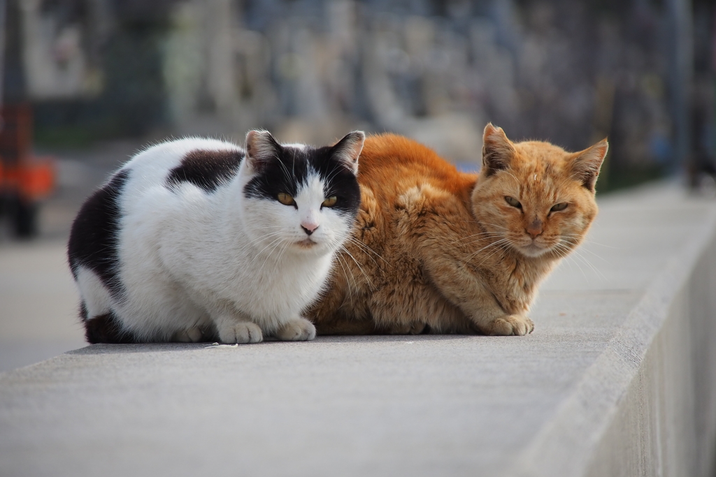 猫島散歩