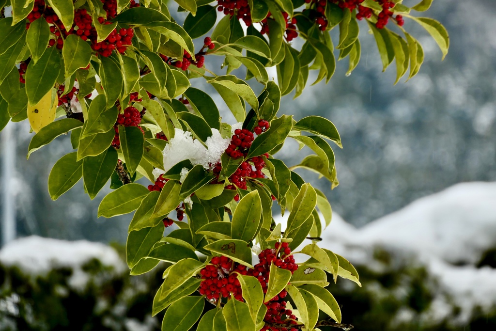 雪と千両