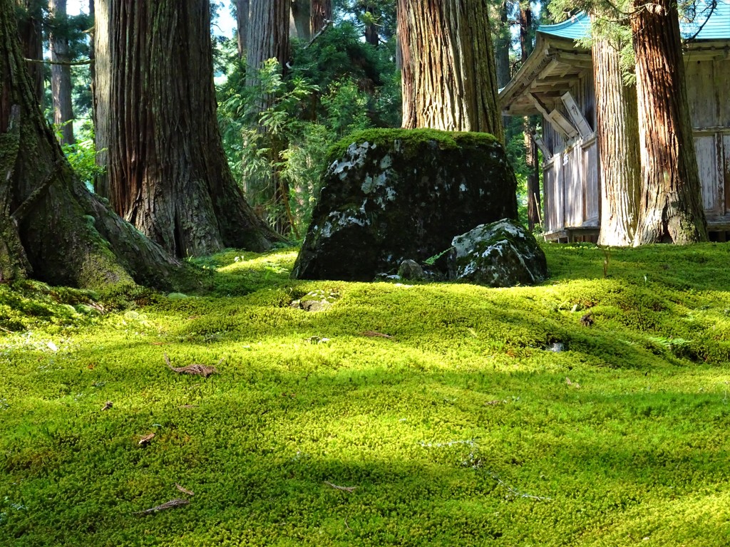 今度は一眼片手に散歩に来よう