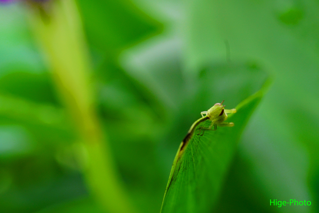 バッタの赤ちゃん