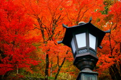 お堂の紅葉