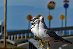 めぐり逢い見つめあい めぐり逢い見つめあい