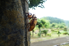 蝉殻