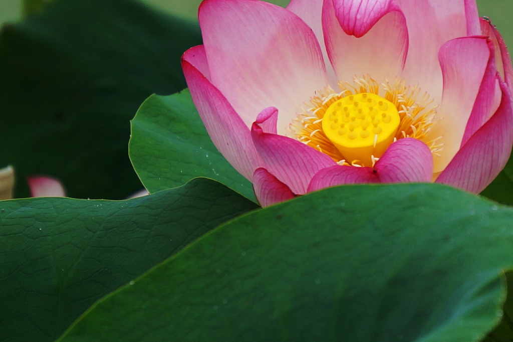 花びら