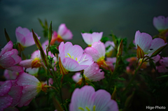 月見草の唄