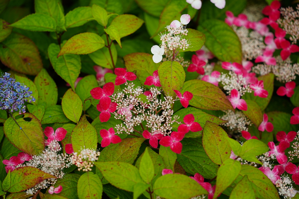 赤いがく紫陽花