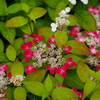 赤いがく紫陽花