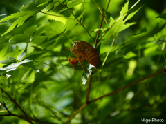 夏が来れば思い出す