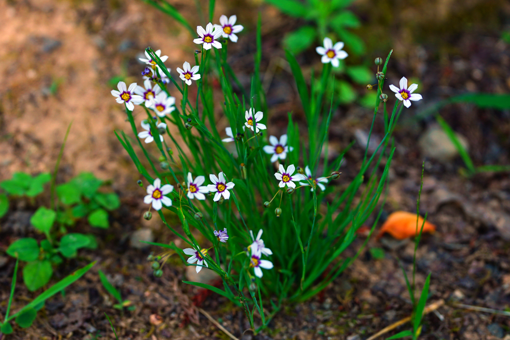 ひっそり咲く花