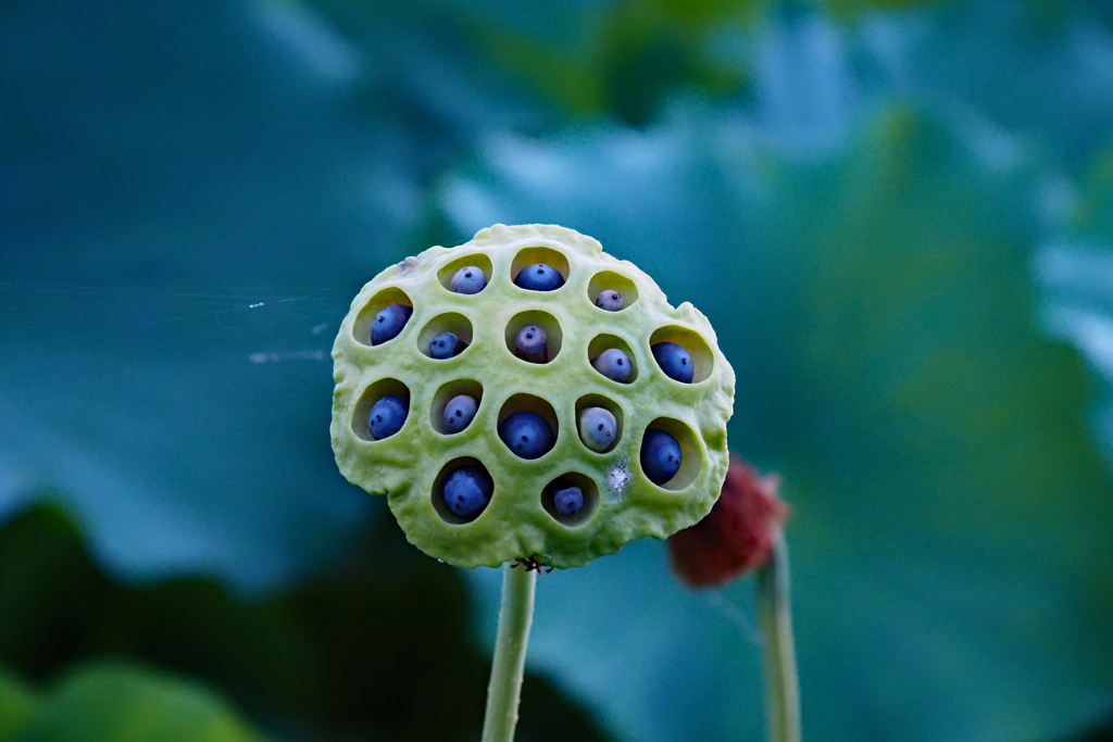 花びら落ちて