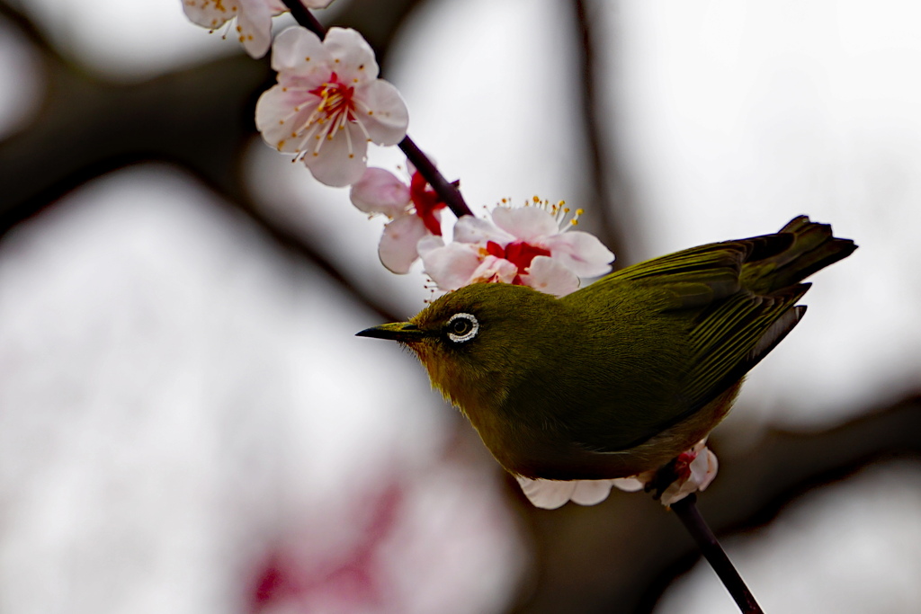 せわしく動く