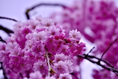 ピンクの桜