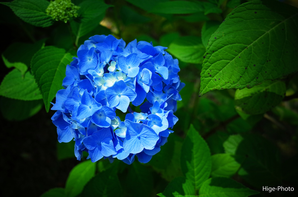 眩しい紫陽花