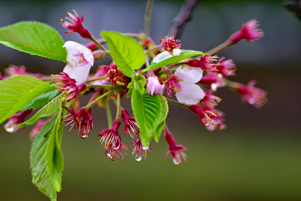 葉桜楽し