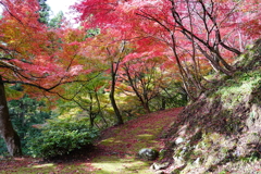 苔の道のもみじ