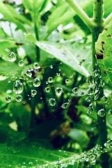 水玉