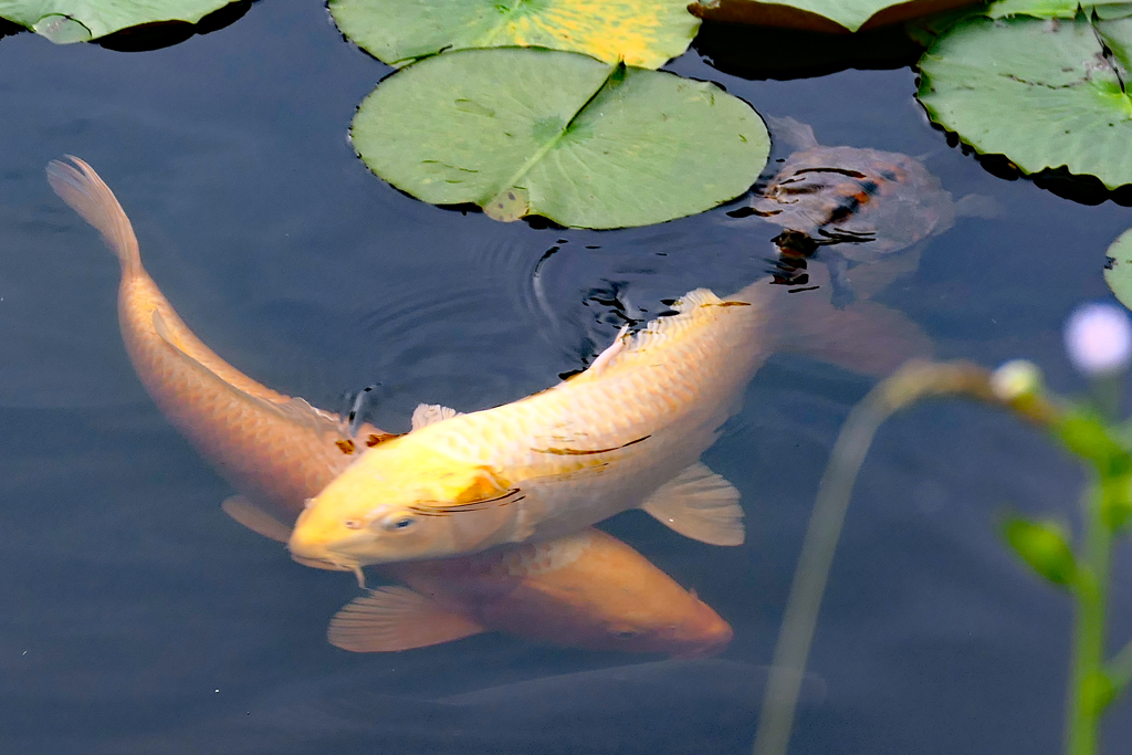 亀が飛び入り参加