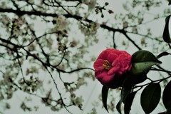 椿と桜