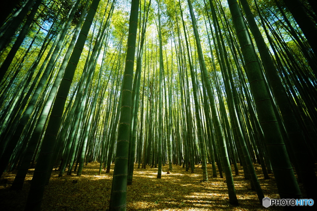 嵐山、竹林