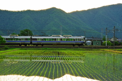 今年も田植え、無事終了