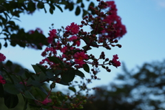 真夏の花
