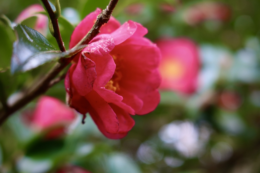 山茶花