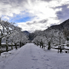 雪の桜並木