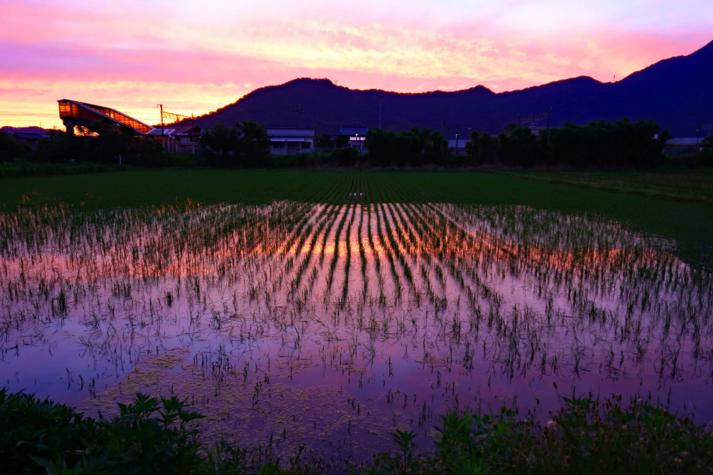 朝焼けの田んぼ