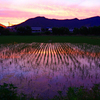 朝焼けの田んぼ