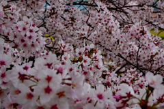 たわわの桜