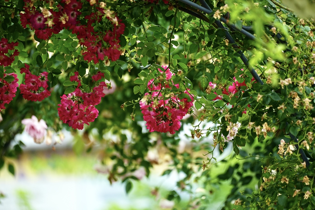 ゲートの薔薇