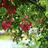 ゲートの薔薇