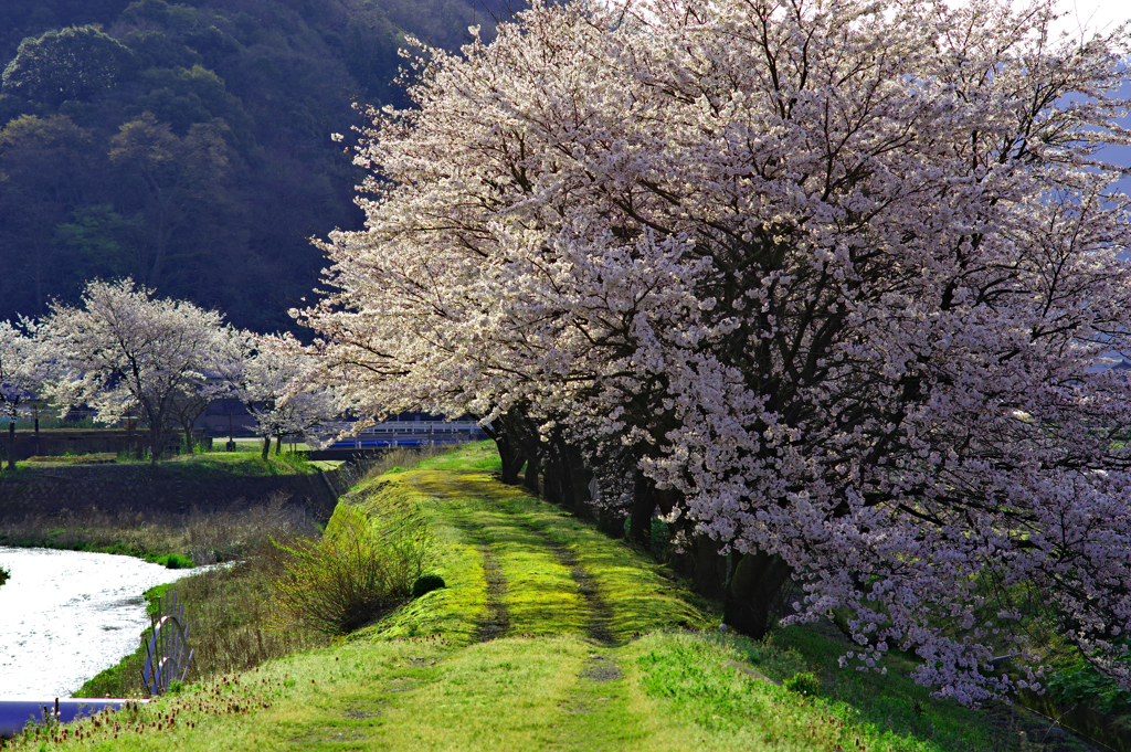 土手道の桜満開