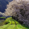 土手道の桜満開