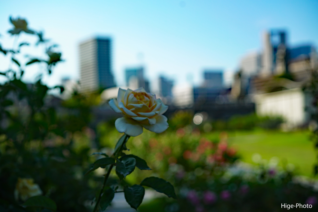 摩天楼の薔薇