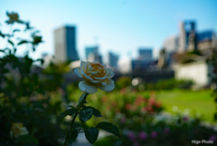 摩天楼の薔薇