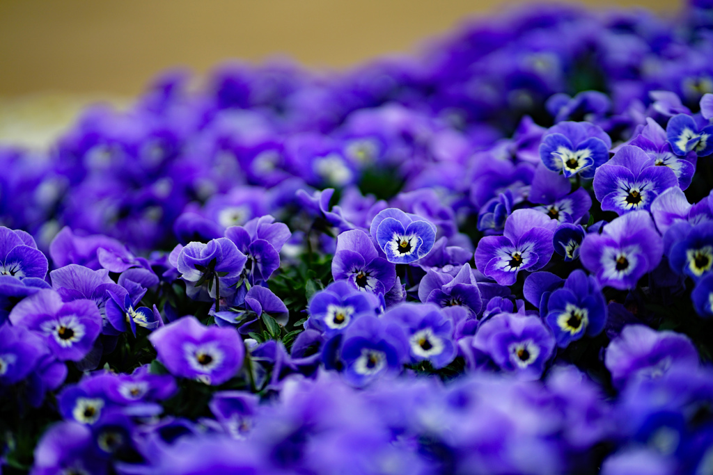 青紫の群れ