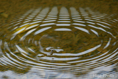 波紋…水黽の仕業