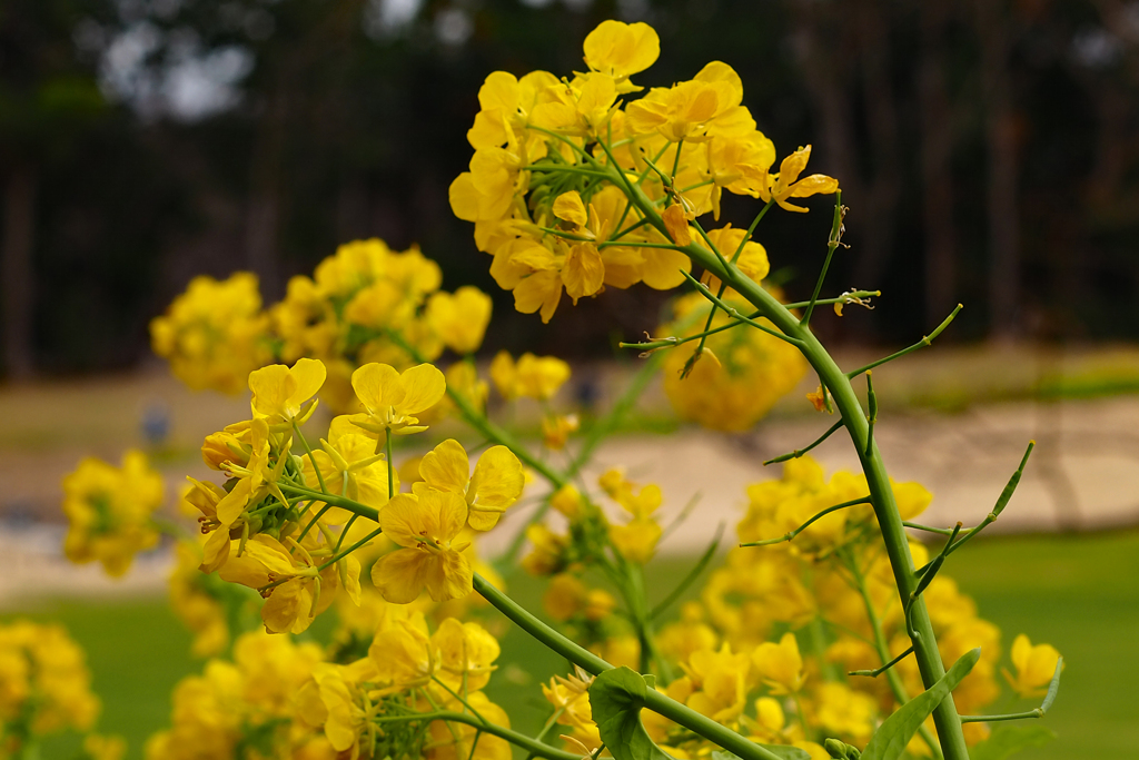 黄色いほっこり