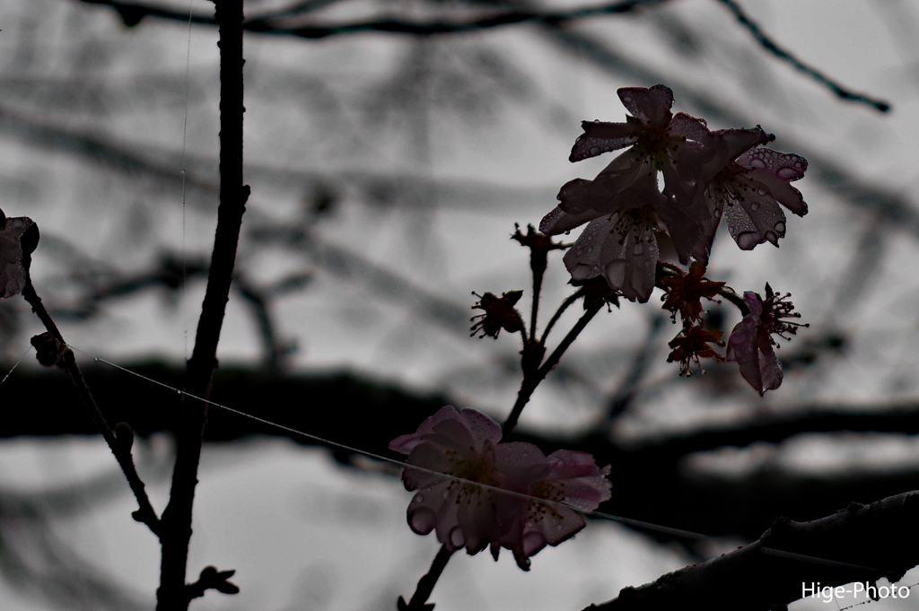 濡れる寒桜